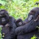 uganda-safari-packages-from-kigali-airport