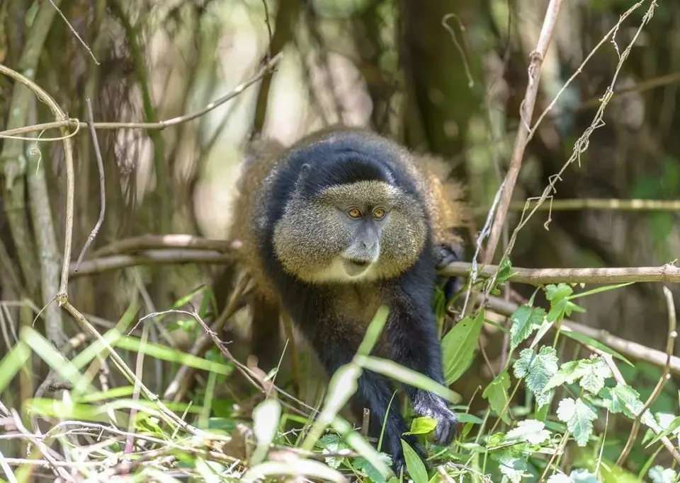 uganda-wildlife-safari-starting-in-kigali