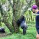 rwanda-to-uganda-gorilla-safari
