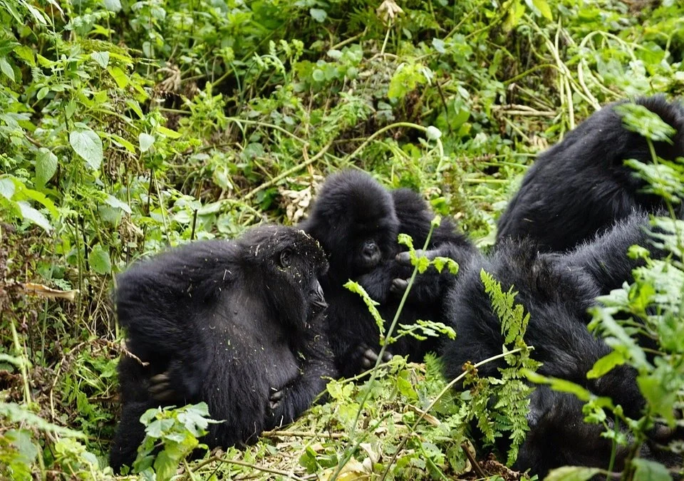 landing-in-kigali-for-bwindi-gorilla-trekking