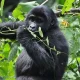 rwanda-gorilla-trekking-vs-uganda-gorilla-trekking