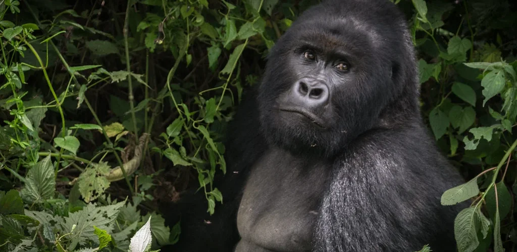 2-days-uganda-gorilla-safari-starting-from-kigali