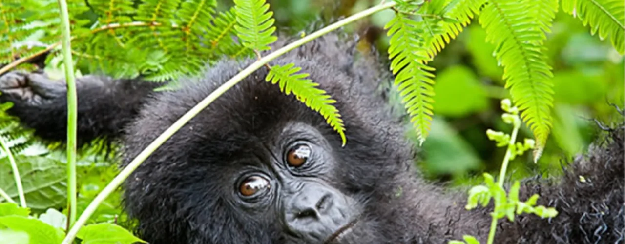 3-days-bwindi-gorilla-safari-starting-from-kigali