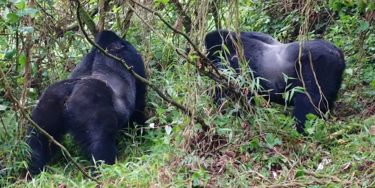 how-many-hours-is-gorilla-trekking