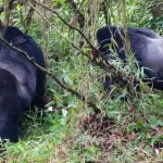 how-many-hours-is-gorilla-trekking