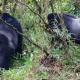 how-many-hours-is-gorilla-trekking