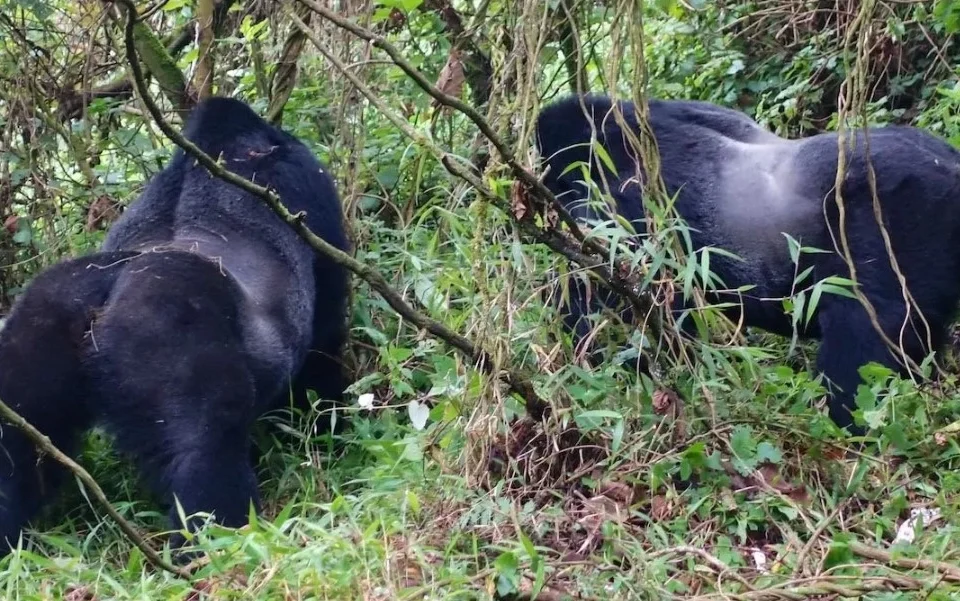 how-many-hours-is-gorilla-trekking