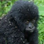 best-time-for-uganda-gorilla-trekking-from-rwanda