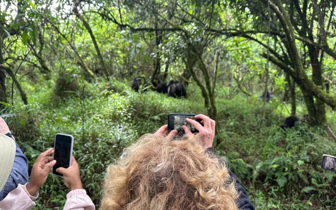 can-book-a-uganda-gorilla-safari-now