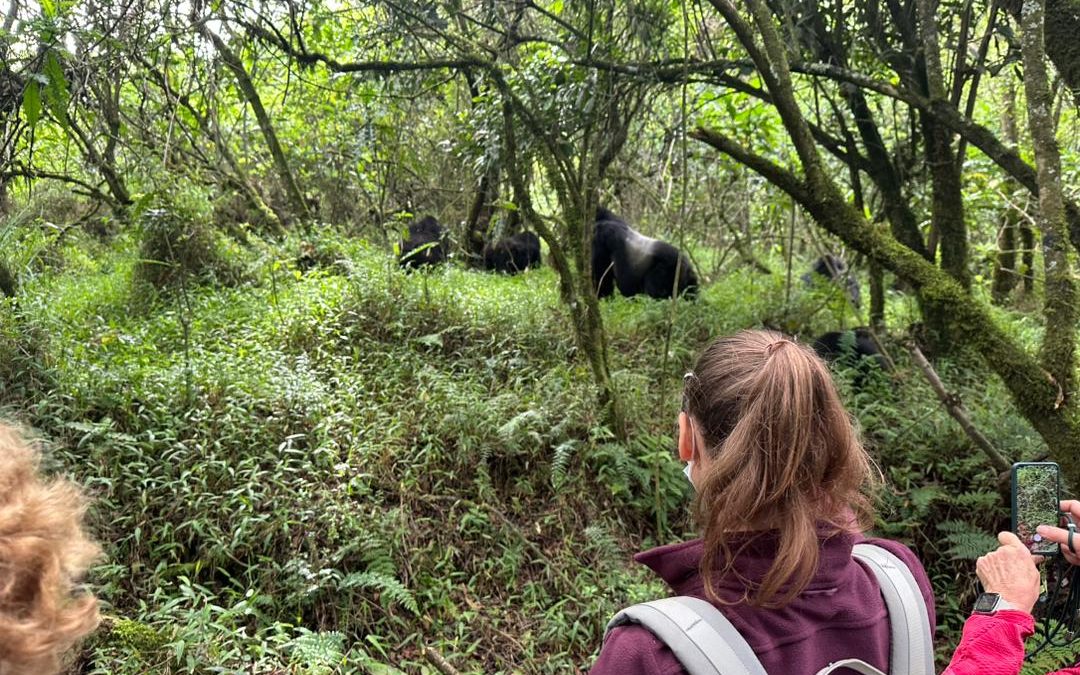 best-bwindi-gorilla-trekking-sector-near-from-rwanda