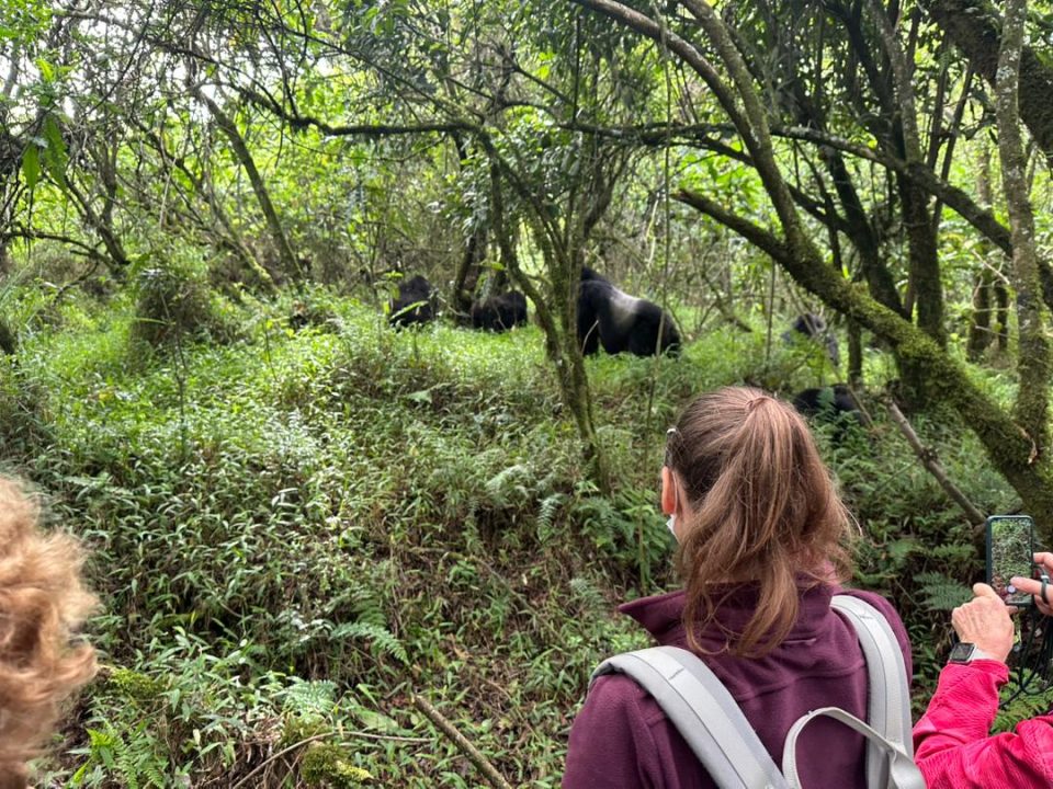 best-bwindi-gorilla-trekking-sector-near-from-rwanda
