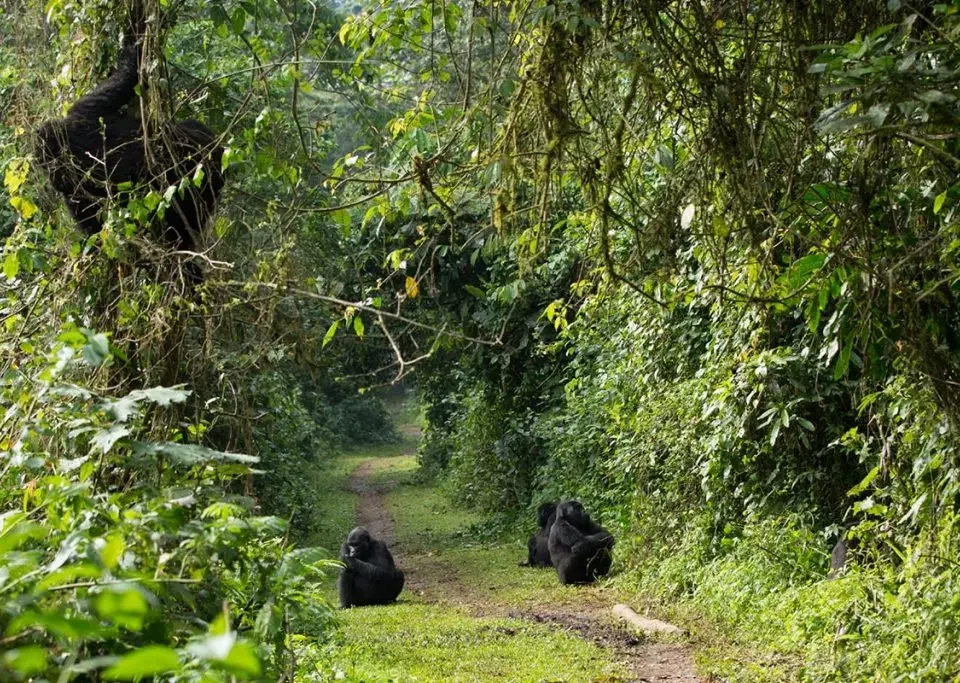 gorilla-trekking-with-chimps-tour-in-uganda