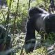 make-for-uganda-rwanda-gorilla-trekking-comparisons
