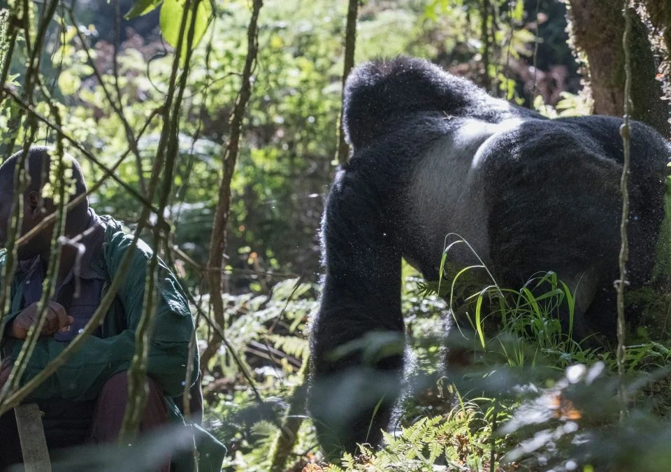 make-for-uganda-rwanda-gorilla-trekking-comparisons
