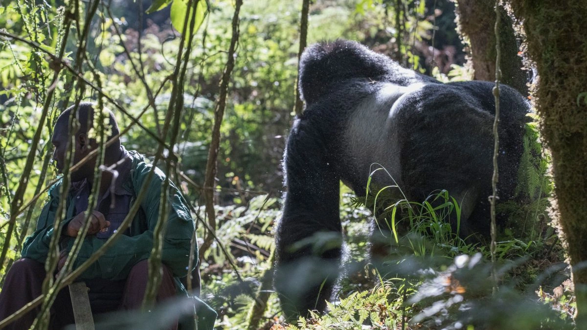 make-for-uganda-rwanda-gorilla-trekking-comparisons