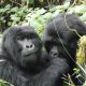 where-to-chill-after-gorilla-trekking-in-mgahinga