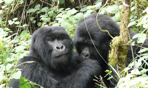 where-to-chill-after-gorilla-trekking-in-mgahinga