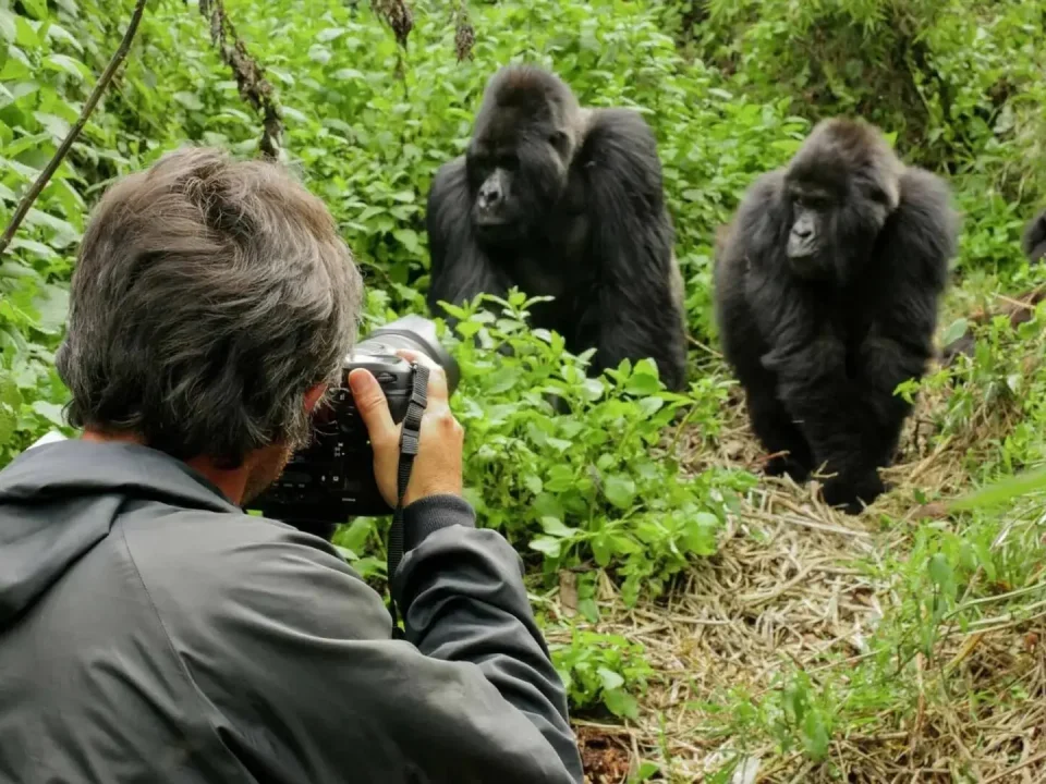 gorilla-habituation-and-how-does-it-differ-from-standard-trekking