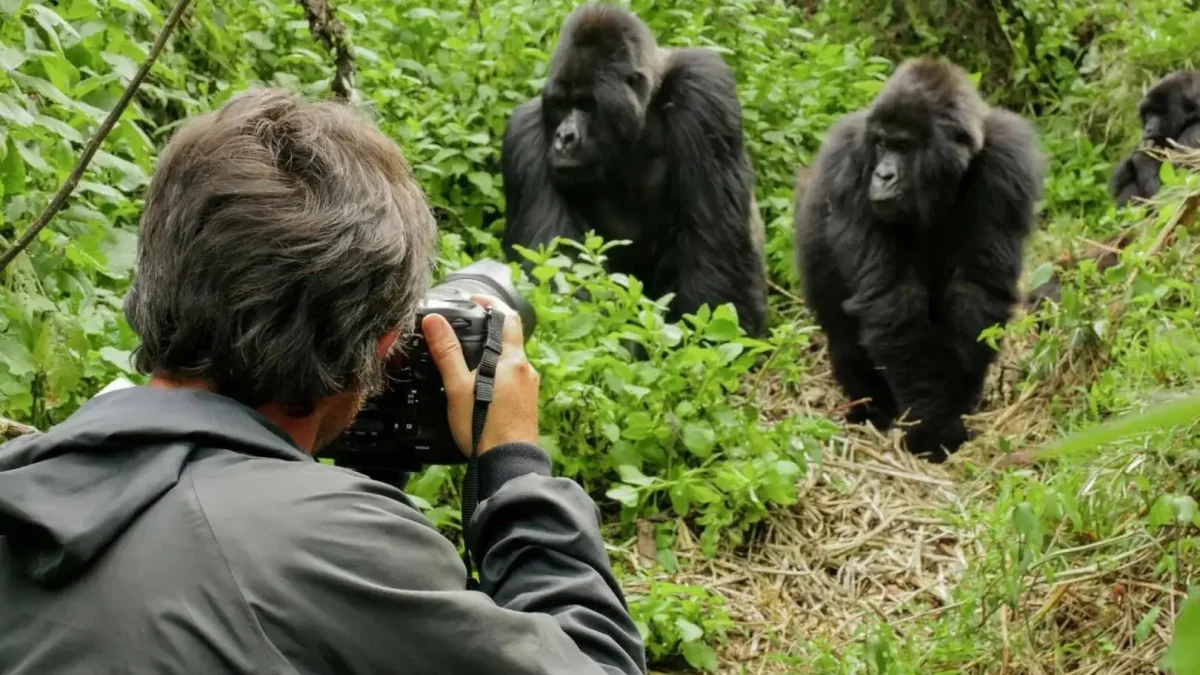 gorilla-trekking-uganda-versus-rwanda-which-is-better