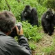 gorilla-trekking-uganda-versus-rwanda-which-is-better