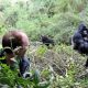 how-much-is-a-gorilla-trekking-permit-in-uganda-vs-rwanda