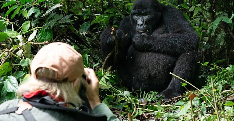 combining-bwindi-for-gorillas-and-kibale-for-chimps