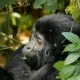 7-day-rwanda-gorilla-chimpanzee-and-wildlife-safari-itinerary