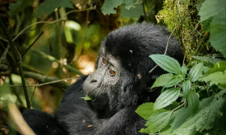 7-day-rwanda-gorilla-chimpanzee-and-wildlife-safari-itinerary