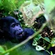 gorilla-trek-in-uganda-in-three-days