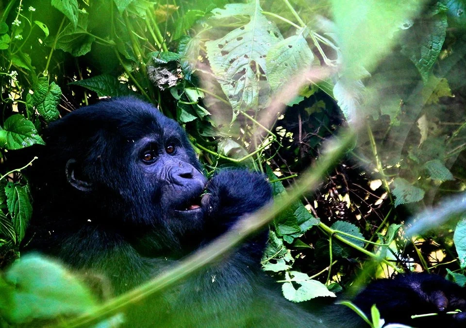 gorilla-trek-in-uganda-in-three-days