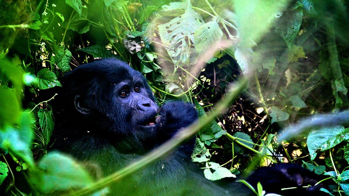 gorilla-trek-in-uganda-in-three-days