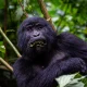 3-days-uganda-gorilla-tour-from-kigali