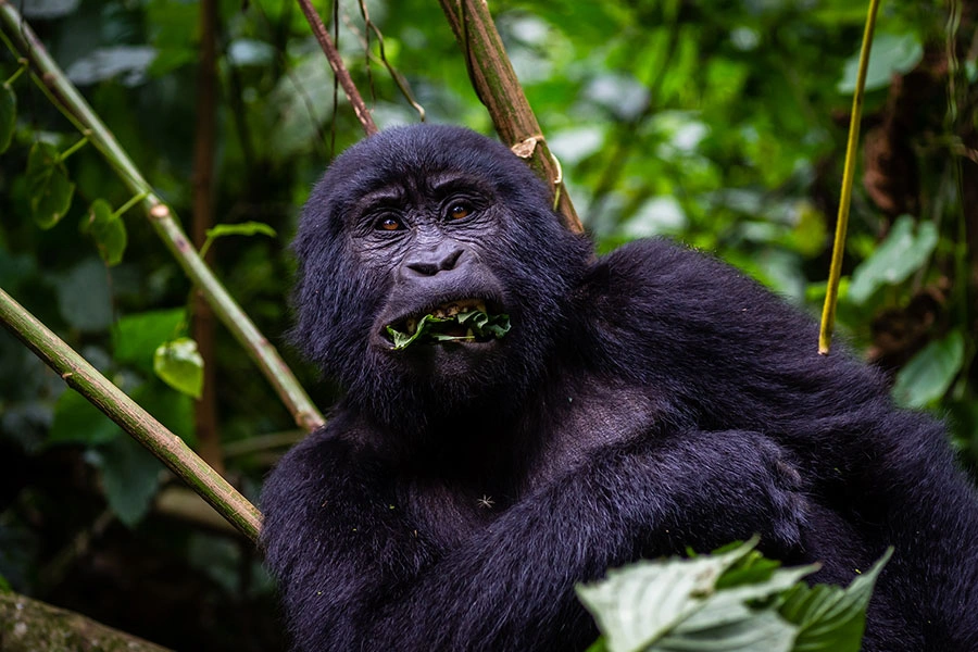 3-days-uganda-gorilla-tour-from-kigali
