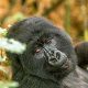 honeymoon-gorilla-safari-from-kigali