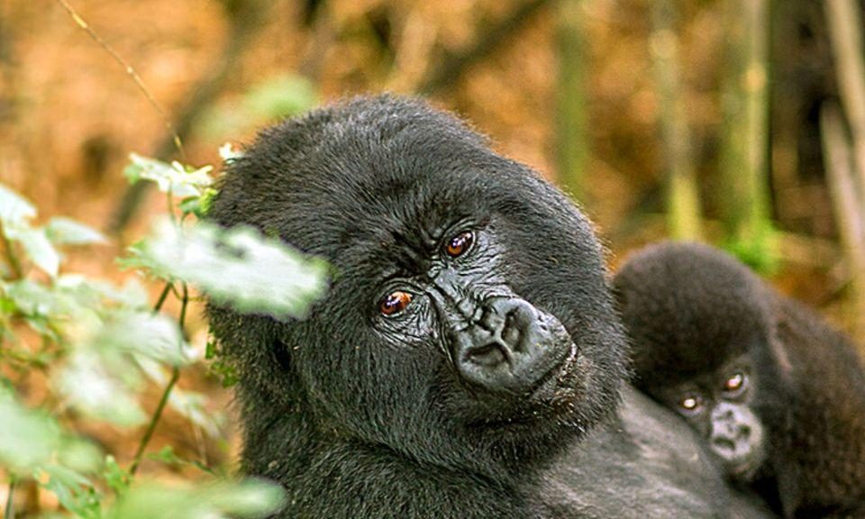 honeymoon-gorilla-safari-from-kigali