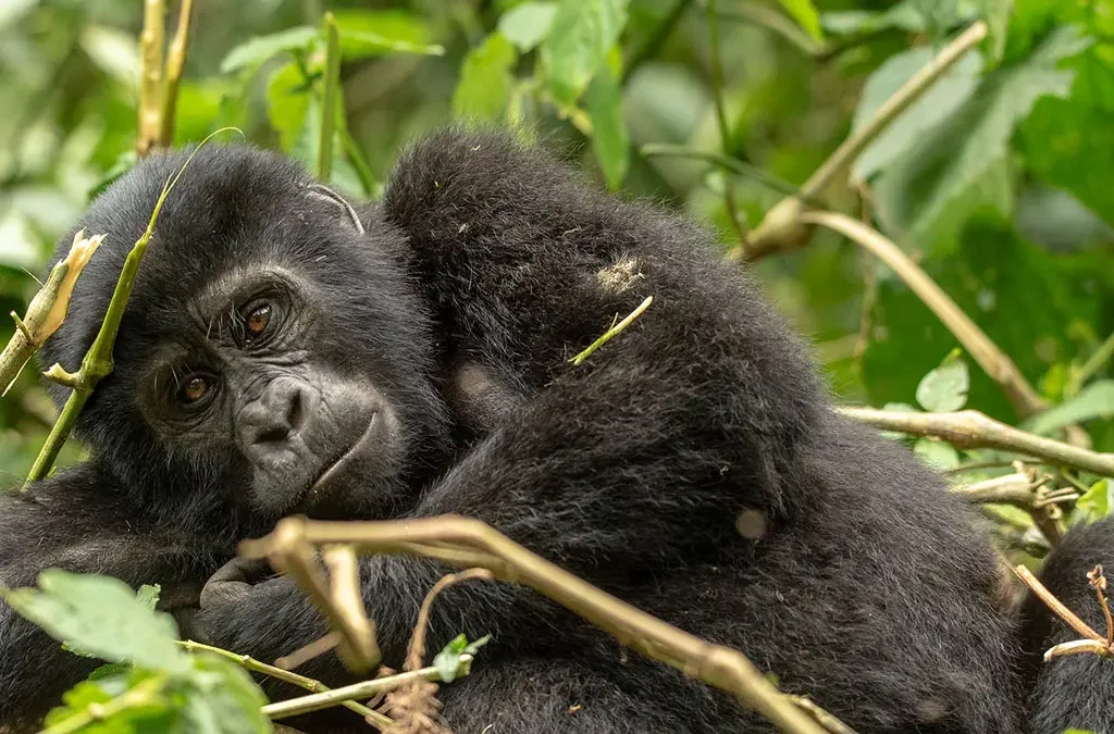 uganda-gorilla-trekking-from-kigali