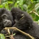 uganda-gorilla-trekking-from-kigali
