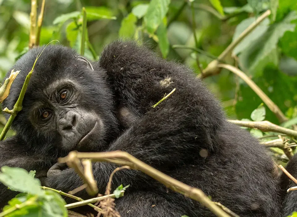 uganda-gorilla-trekking-from-kigali