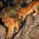 kigali-gorilla-trek-with-ishasha-climbing-lions