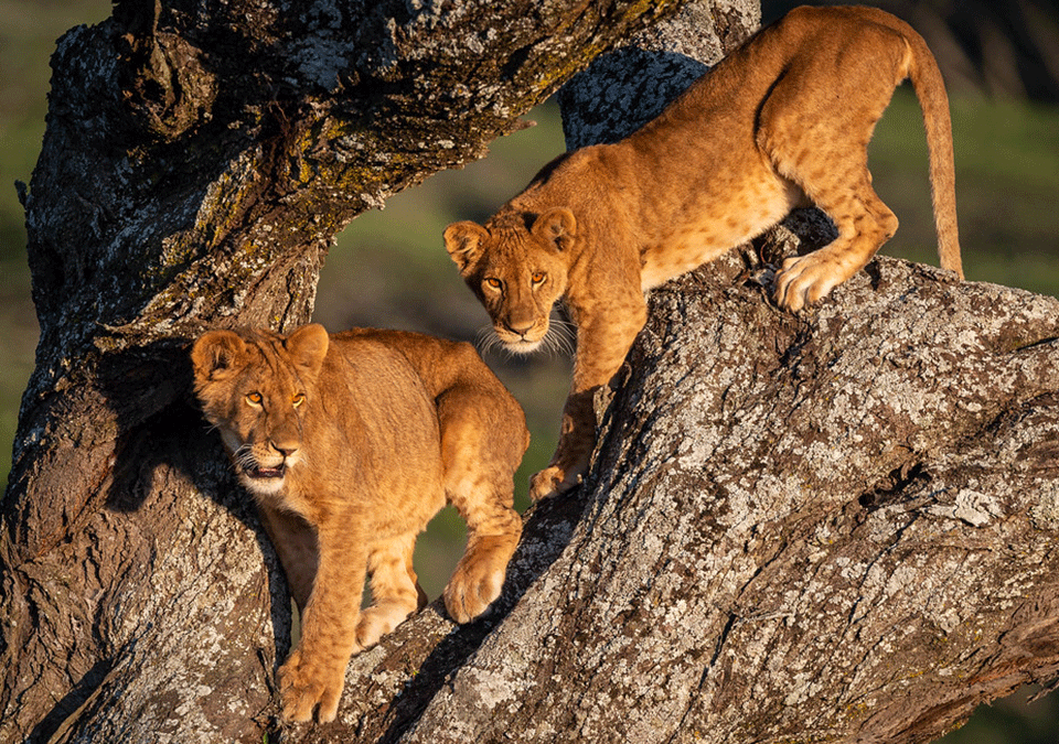 kigali-gorilla-trek-with-ishasha-climbing-lions