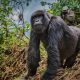 gorilla-trek-in-mgahinga-beginning