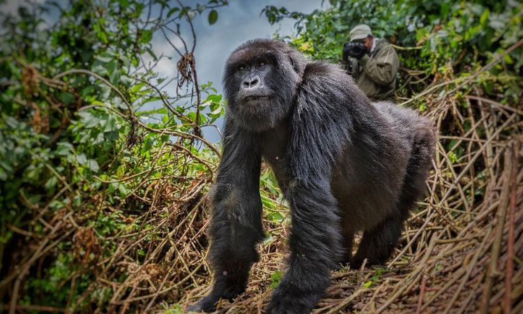 gorilla-trek-in-mgahinga-beginning