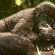 can-i-book-a-one-day-uganda-gorilla-tour