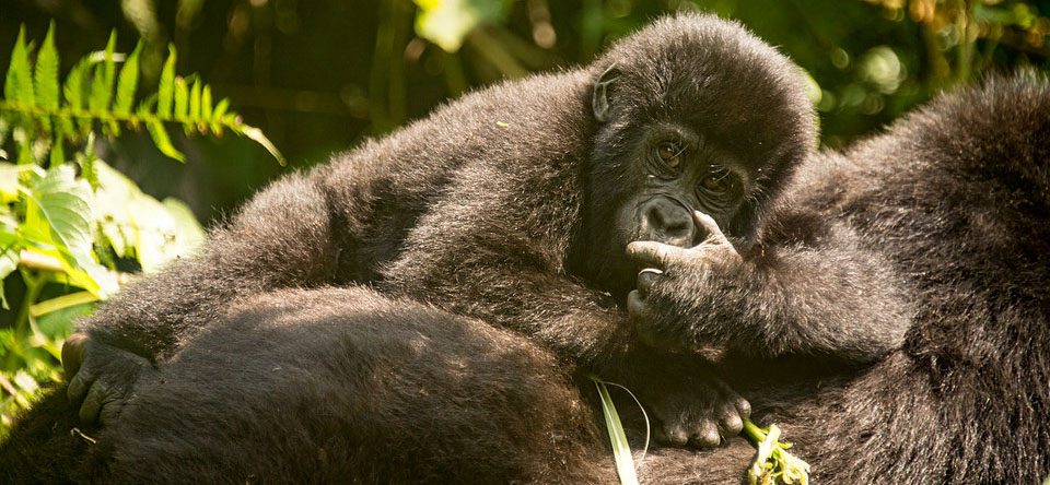 can-i-book-a-one-day-uganda-gorilla-tour