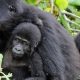 bwindi-gorilla-trek-from-kigali-with-accommodation