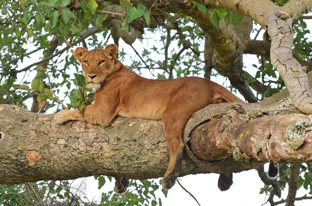 ishasha-tree-climbing-lions-tour