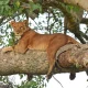 ishasha-tree-climbing-lions-tour