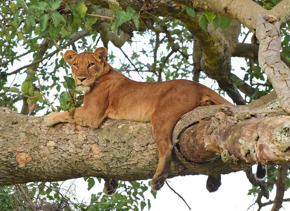 ishasha-tree-climbing-lions-tour