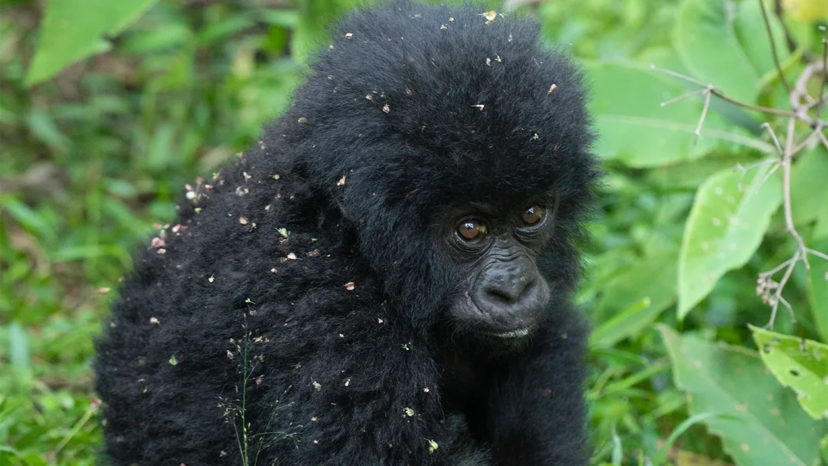 short-gorilla-tours-in-uganda