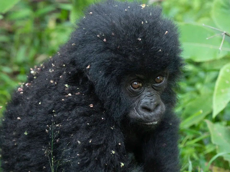 short-gorilla-tours-in-uganda